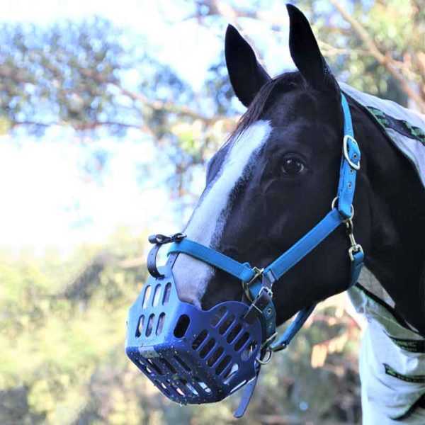 greenguard horse grazing muzzle blue on horse 800