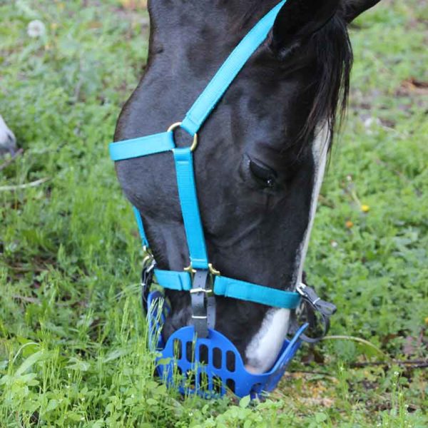 greenguard horse grazing muzzle blue on horse eating right side 800