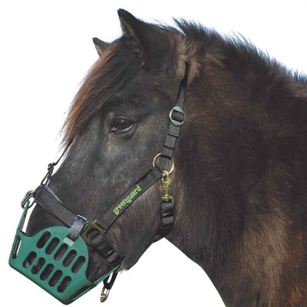 greenguard horse grazing muzzle green on horse 800